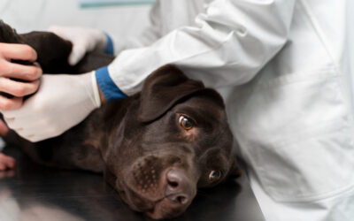 ¿Qué es la leptospirosis?
