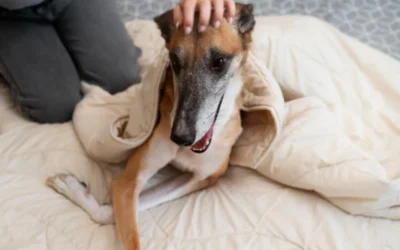 Recuperación postanestésica: cuidados esenciales en mascotas