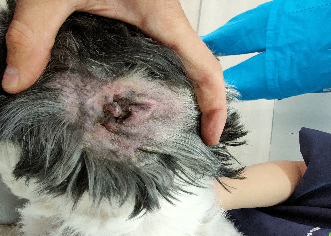 Otitis por Pseudomonas Aeruginosa