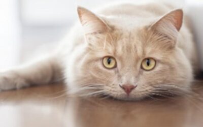Analgesia postoperatoria en gatos. Cómo reconocer el dolor.