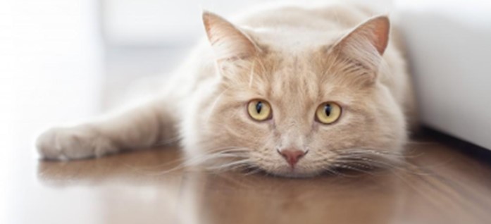 Analgesia postoperatoria en gatos. Cómo reconocer el dolor.