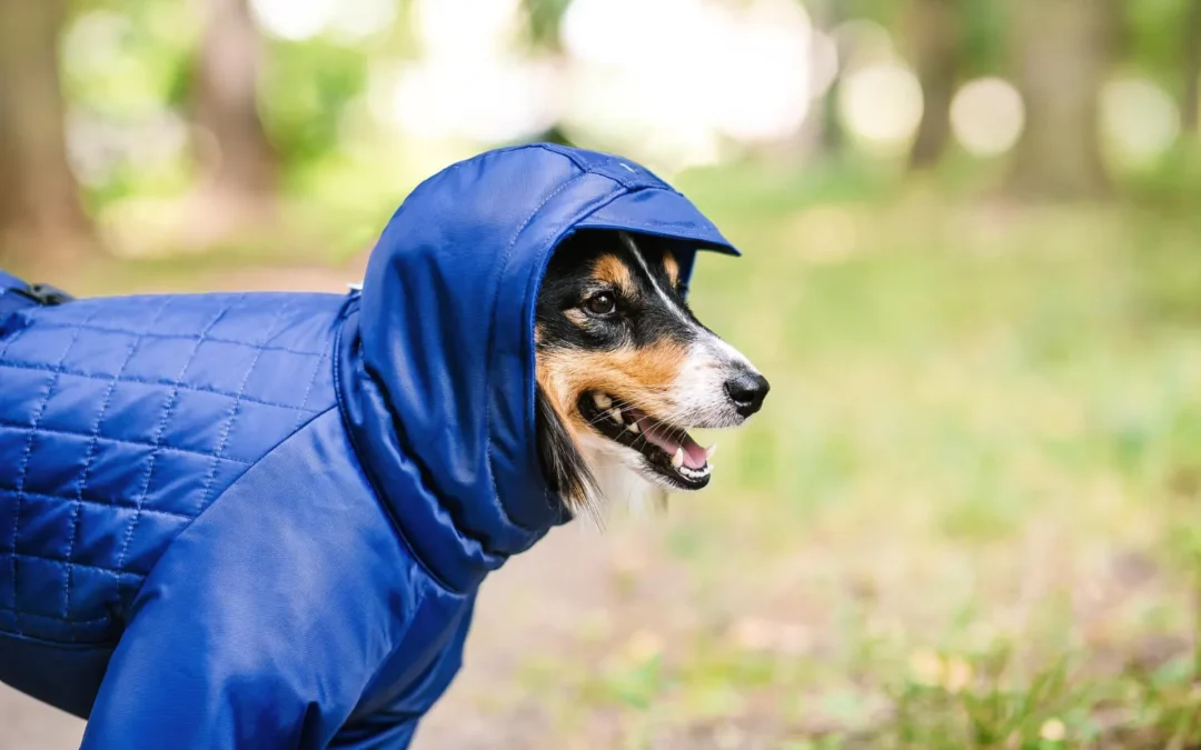 ¿Debemos abrigar a nuestras mascotas en invierno?