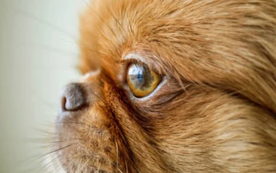 Atrofia de retina