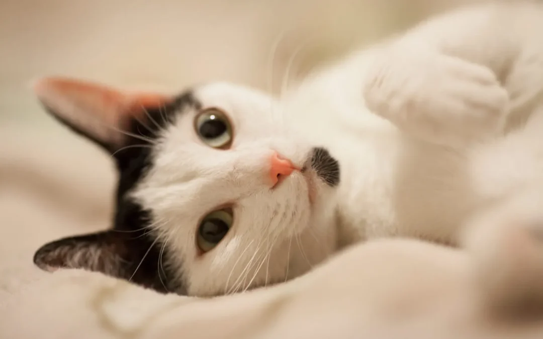 Glaucoma en perros y gatos