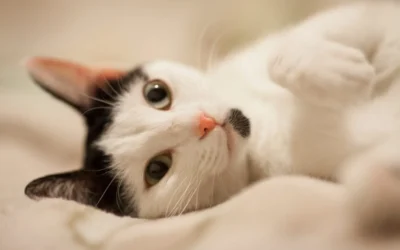Glaucoma en perros y gatos