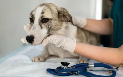 Lipoma Canino: Un tumor benigno en nuestros perros