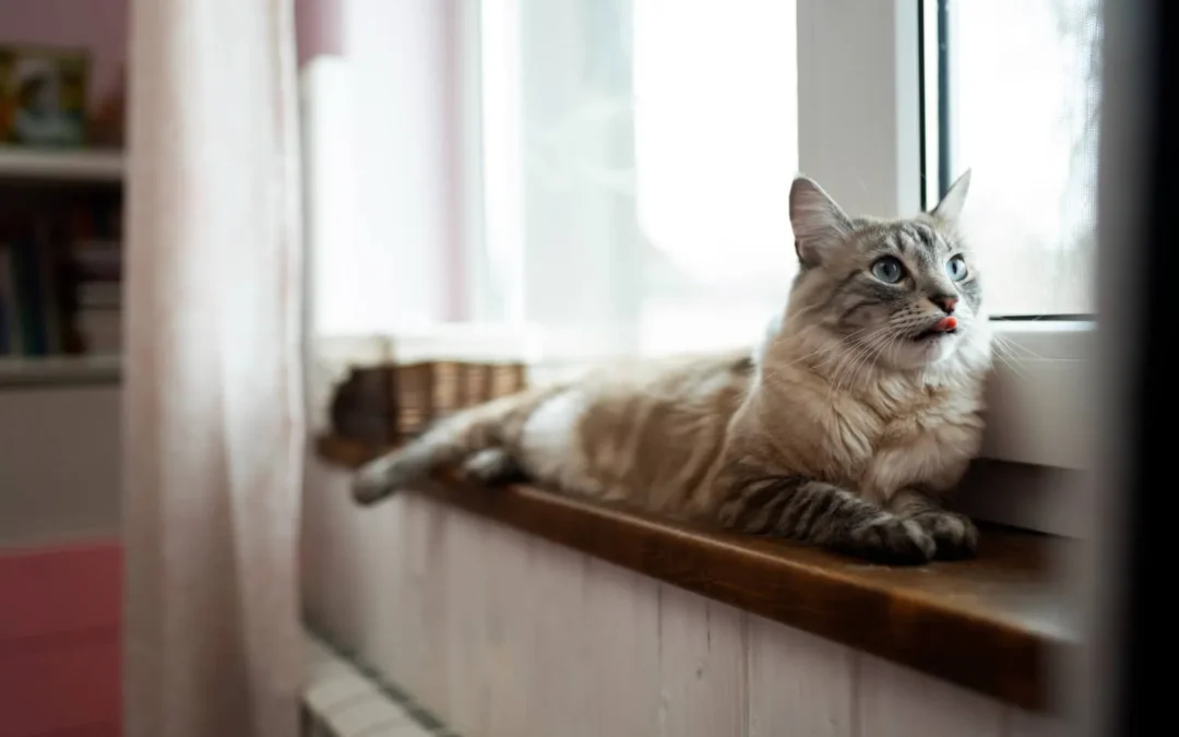 ¿Qué es el síndrome del gato oscilobatiente?