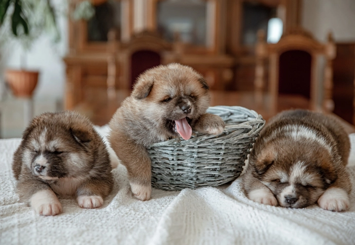 Nutrición en cachorros