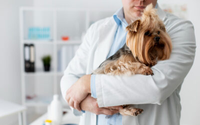 Cáncer y otros factores predisponentes en mascotas