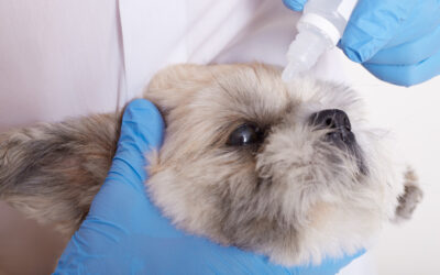La conjuntivitis en mascotas