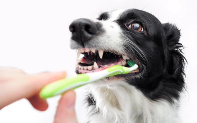 Higiene dental