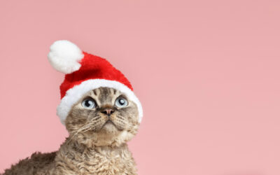 Cómo actuar con las mascotas en la Navidad