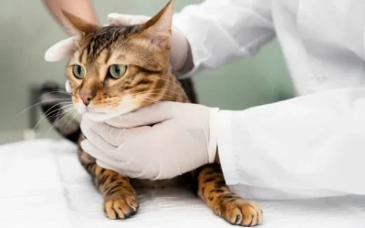Obstrucción Uretral Felina