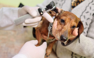 Otitis externa y causas