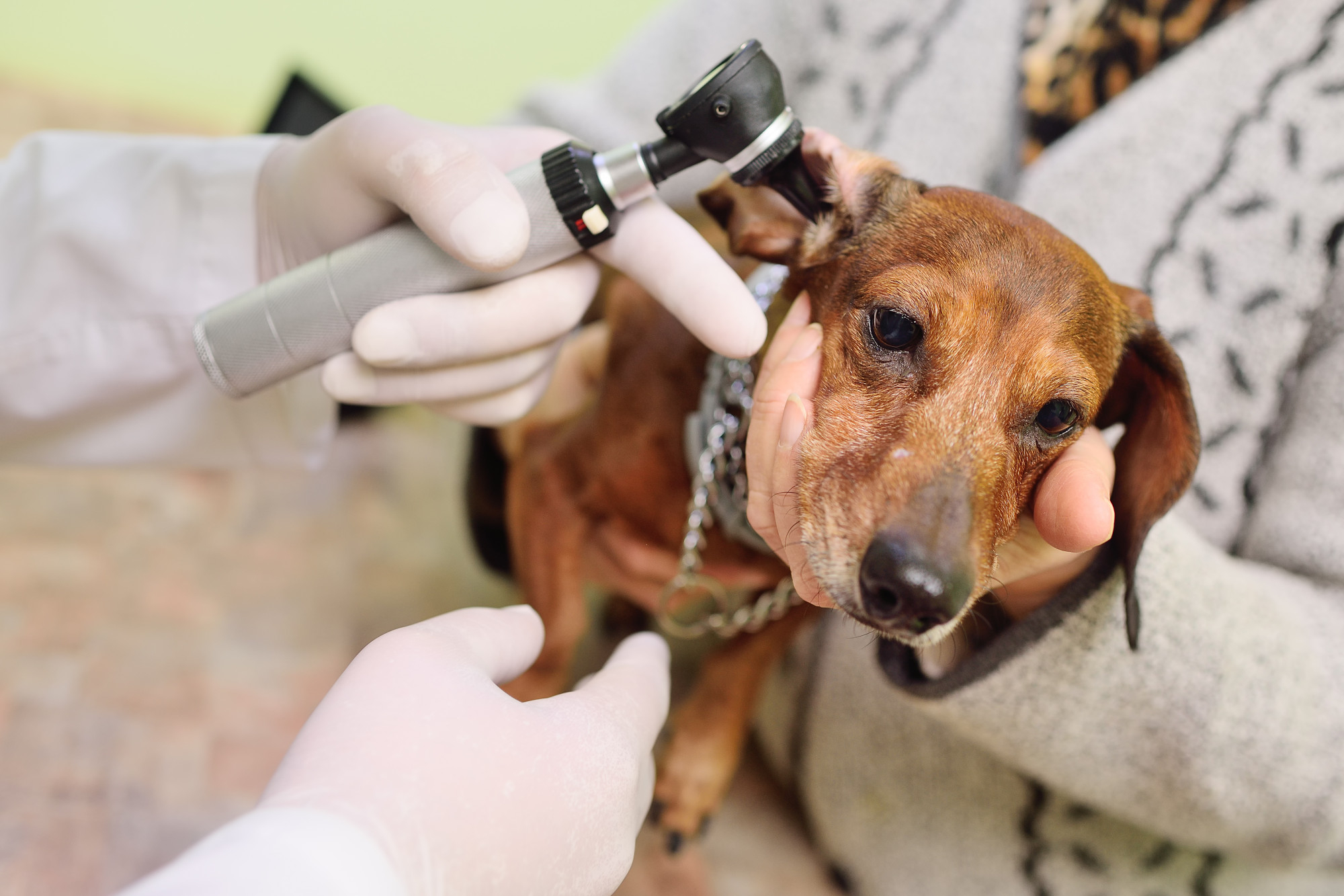 otitis canina – blog