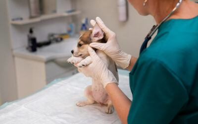 Otitis en perros