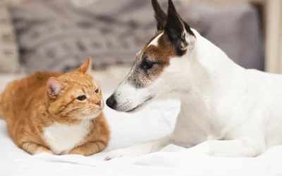 Tos crónica en pequeños animales