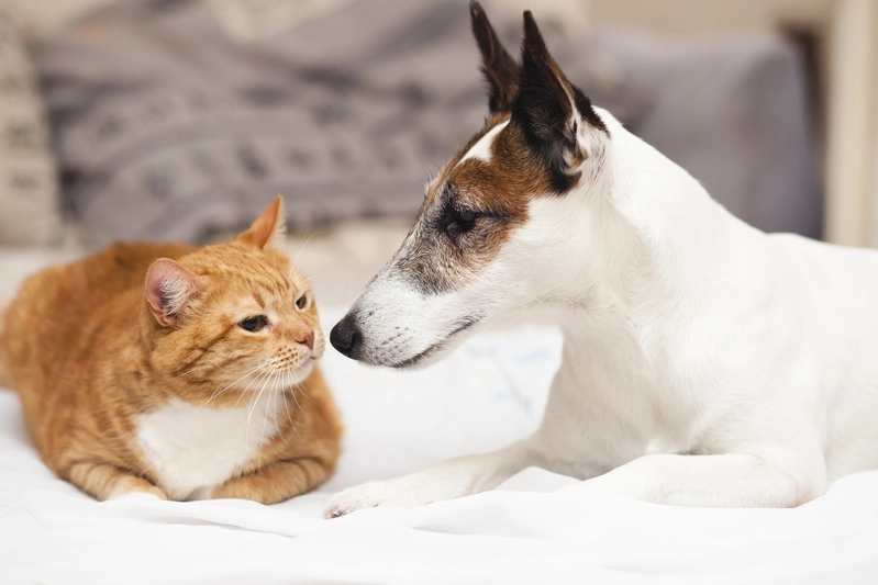 Tos crónica en pequeños animales