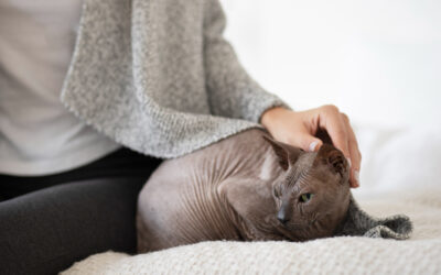 ¿Qué es la peritonitis infecciosa felina?
