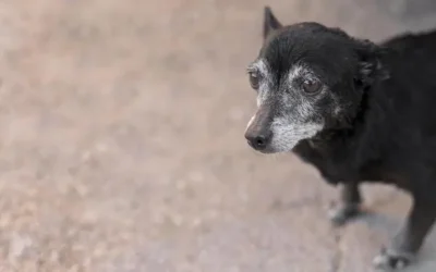 Beneficios del paseo en perros geriátricos