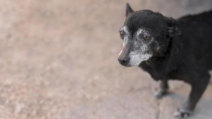 Beneficios del paseo en perros geriátricos