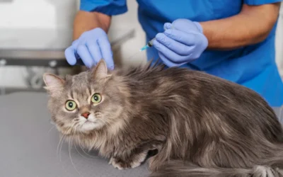 Prevención veterinaria: vacunas y revisiones frecuentes