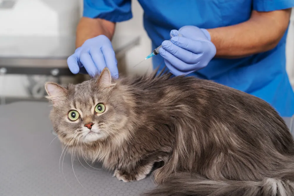 Prevención veterinaria: vacunas y revisiones frecuentes