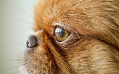 Queratoconjuntivitis Seca