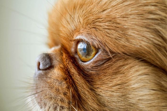 Queratoconjuntivitis Seca
