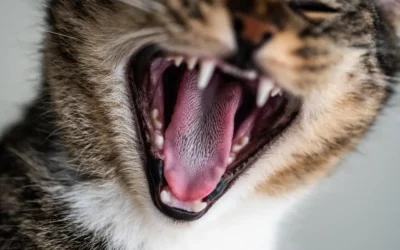 La importancia de la Salud Dental en Mascotas
