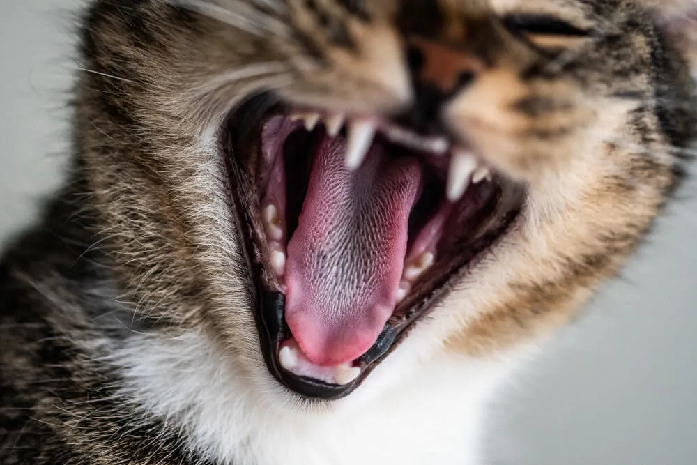 La importancia de la Salud Dental en Mascotas