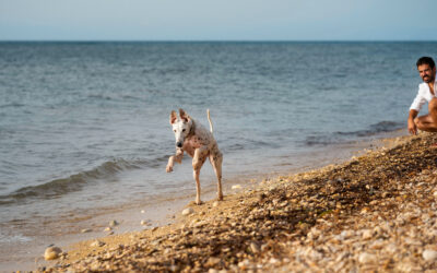 Si estuviste en la costa, tu mascota puede tener esta infección