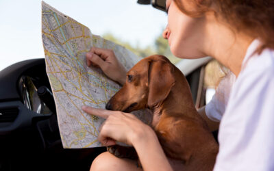 Qué debes saber antes de viajar con tu mascota